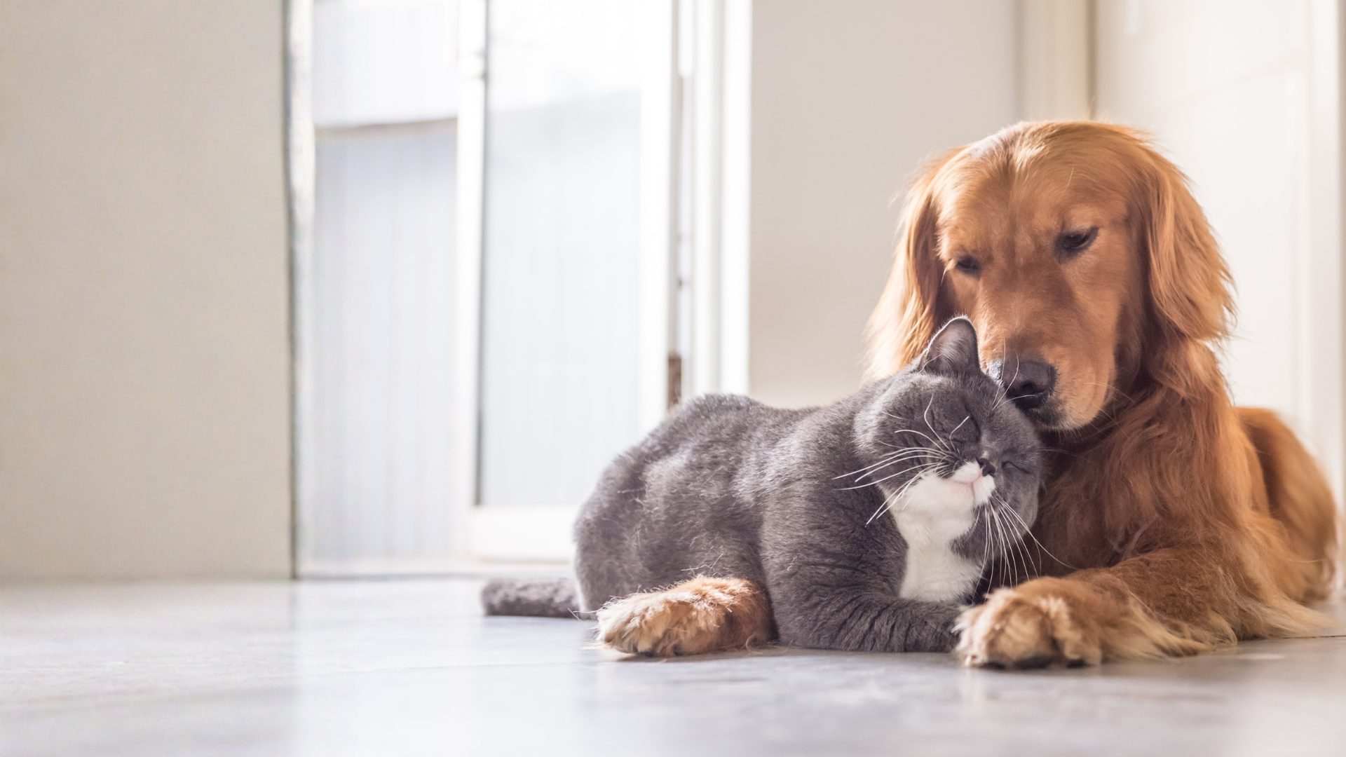 Pies i kot odpoczywające razem w domu, podopieczni przychodni Animals Service